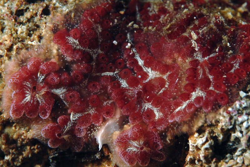 Botrylloides da determinare 2